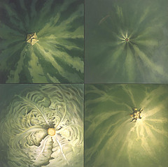 4 tudes nombrils de lgumes et plantes